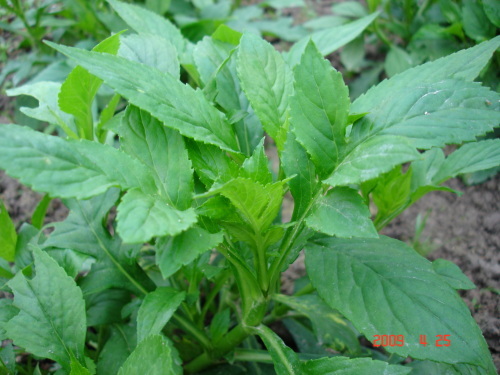 河南黄瓜种植 香椿叶 香椿叶销售  产品名称: 苦菜,厦门苦菜,厦门野菜