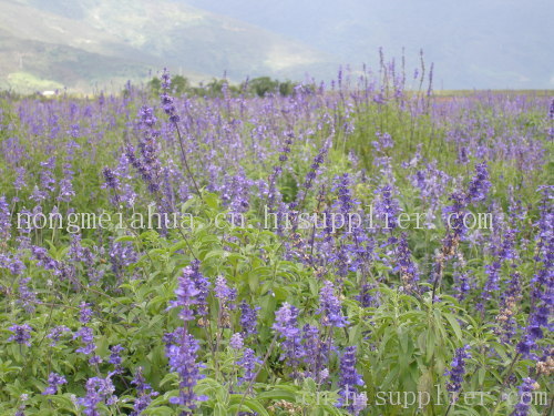 熏衣草花、厦门熏衣草花-海商网,其他蔬菜产品