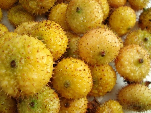 野生刺梨泡水降三高刺梨果果茶-海商网,新型食