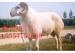 苏州小尾寒羊养殖场 小尾寒羊价格 种羊价格 羊羔 养羊利润 出售小尾寒羊