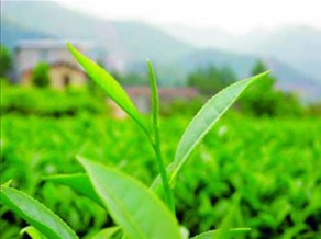 福建漳州:白芽奇兰茶品牌价值16.28亿元