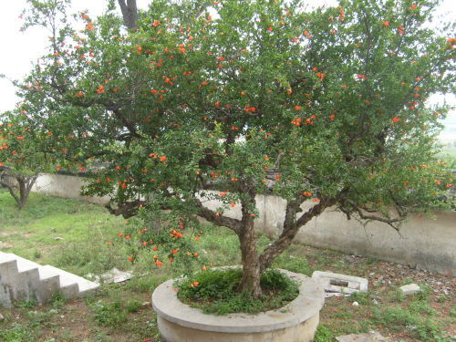 石榴盆景价格-海商网,经济作物和植物产品库