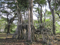 莞香,常用名土沉香,学名aquilaria ensis(loun)gilg,别名白