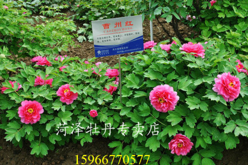菏泽牡丹 曹州红