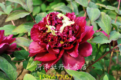 冠群芳 菏泽牡丹