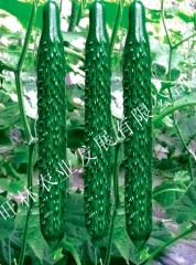 黄瓜种苗新品种嫁接黄瓜种苗小黄瓜种苗价格密