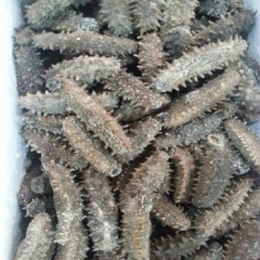 野生纯淡干辽参专卖野生纯淡干辽参功效烟台野