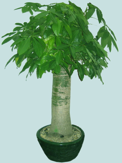 泉州室内花卉租摆