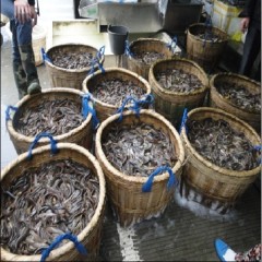 水花泥鳅湖南水花泥鳅养殖泥鳅苗价格盛丰水产