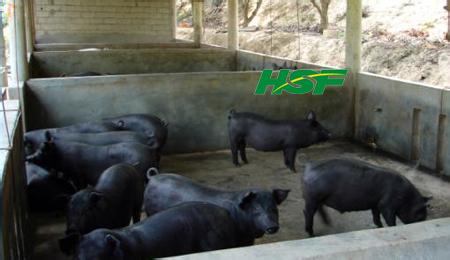 天津黑猪养殖厂服务提供|郝福录