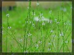 湖北柳叶马鞭草厂家 湖北什麽是柳叶马鞭草{百草香芳香植物}