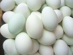 南宁鸭蛋供应市场