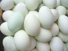 南宁海鸭蛋批发浅谈海鸭蛋的营养价值