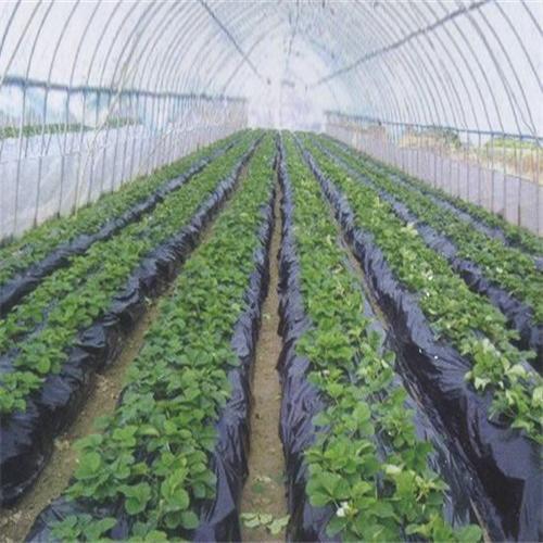 贵阳塑料薄膜厂家介绍黑地膜有哪些优缺点