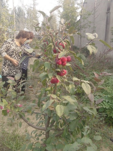 贵人果海棠种植基地