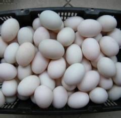 廣西南寧海鴨蛋批發價格
