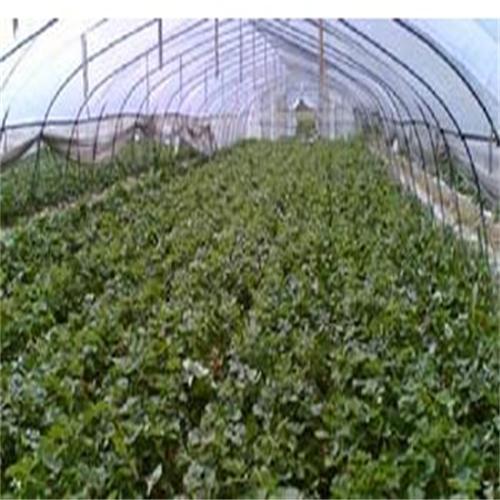 pet热收缩膜通用性质: