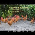 贵州土鸡养殖哪里有