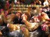 贵州专业土鸡养殖