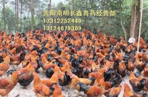 贵州土鸡养殖介绍果园散养土鸡注意事项