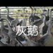 貴陽鵝苗多少錢一只