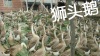 贵州鹅苗养殖场