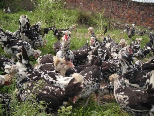 贵阳鸡苗厂分享产蛋高峰期蛋鸡的饲养管理