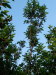 兰山桑叶茶厂家