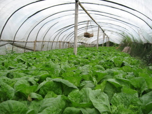 大棚蔬菜如何灌溉？