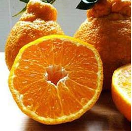 不知火桔橙的种植历史