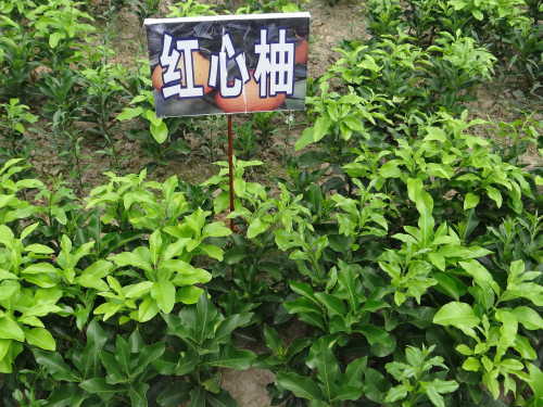 丹棱不知火营养成分