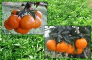 愛媛38柑橘也叫日本紅貴婦，它的優缺點和引種注意事項