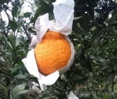 不知火种植技术