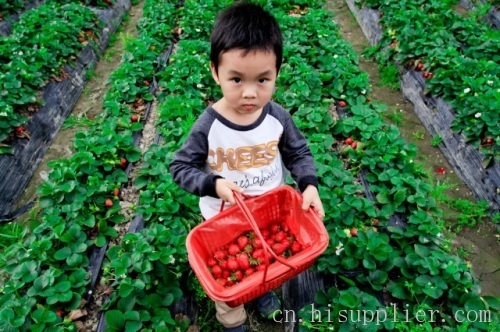 眉山葡萄草莓采摘-海商网,水果瓜类产品库