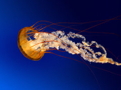 http://images.hisupplier.com/var/userImages/201507/16/153932019704_240.jpg