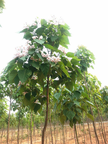 信阳楸树种植基地