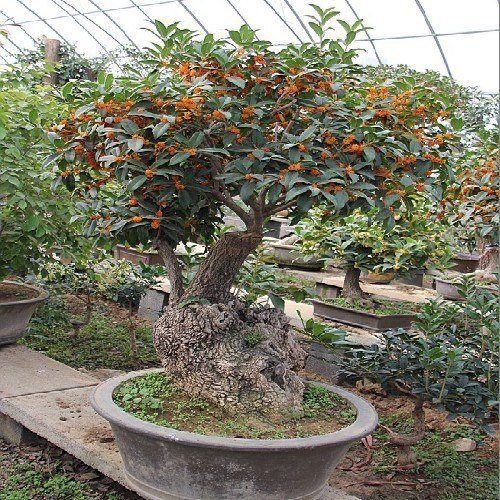 东营古桩桂花盆景价格寿光精桩桂花盆景销售青