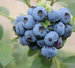 內江藍莓苗種植基地