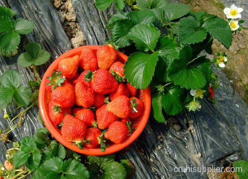眉山草莓采摘园-海商网,水果瓜类产品库