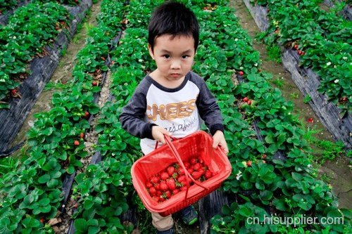 眉山哪里有草莓采摘-海商网,水果瓜类产品库