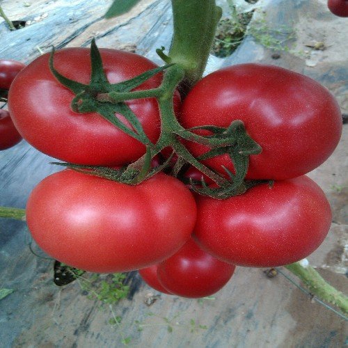 西红柿品种抗番茄种子抗西红柿种子抗TY西红