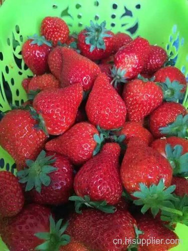 眉山草莓采摘价格多少-海商网,水果瓜类产品库