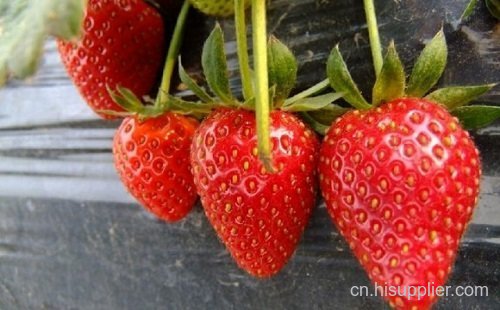 眉山采摘草莓哪里有-海商网,水果瓜类产品库