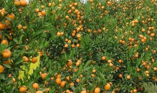 不知火批发