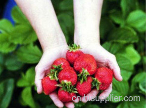 眉山草莓采摘热线-海商网,水果瓜类产品库