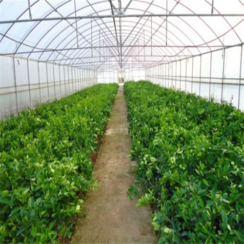 六盘水温室大棚厂家教您短时间融化蔬菜大棚上的雪
