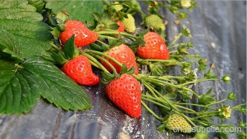永丽眉山草莓采摘热线-海商网,水果瓜类产品库