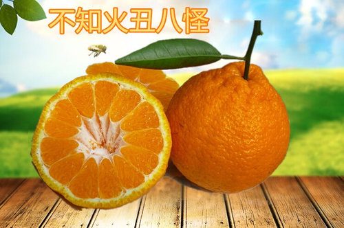 不知火栽培注意事项