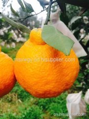 天下第*柑“不知火”