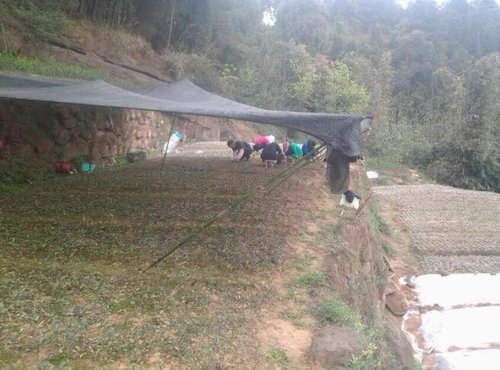 果苗种植技术